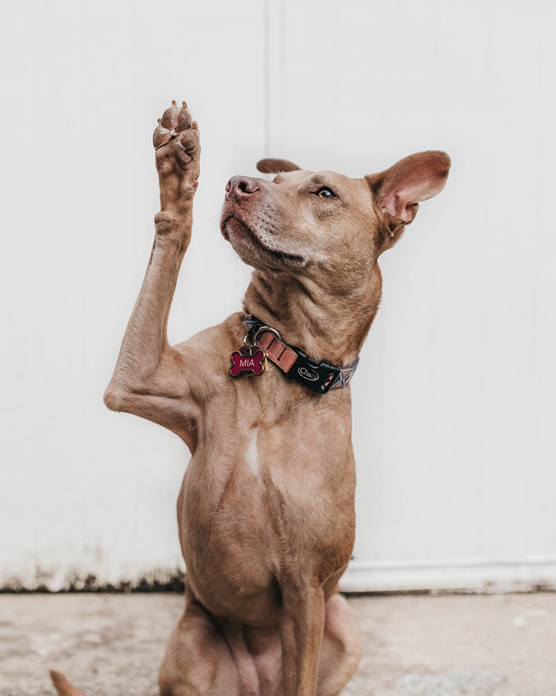 Dog raising its paw like it's asking a question